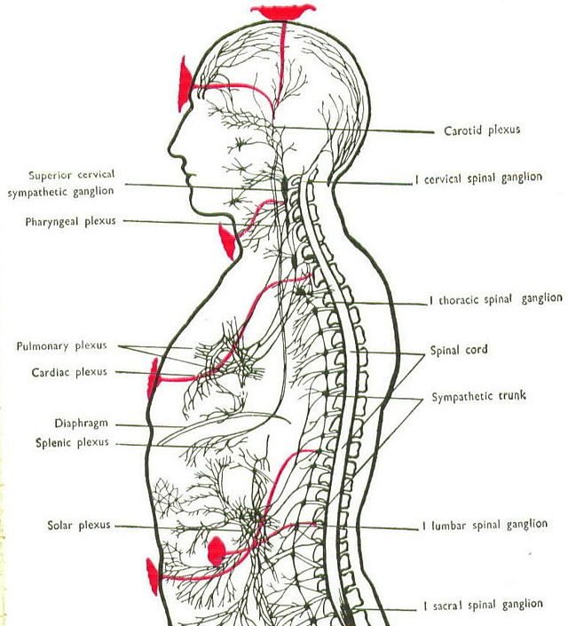 cropped-Nervous_plexi-1.jpg